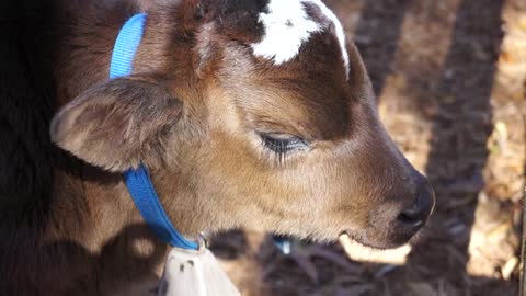 The little calf on the farm