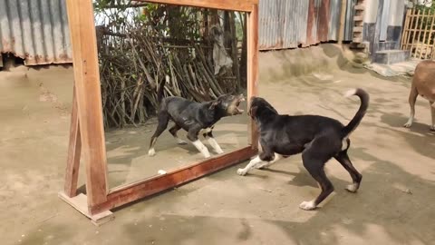 MIRROR VS DOGS 🐕🌫️