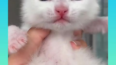 Vidéo de bébés chats Chats mignons et chats rigolos