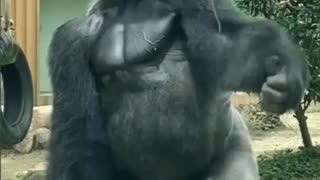 gorilla - musculature and strength