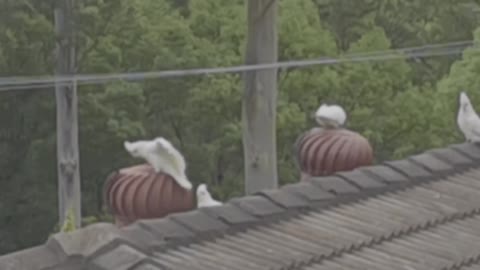 Whirly Birds Enjoy a Rooftop Spin