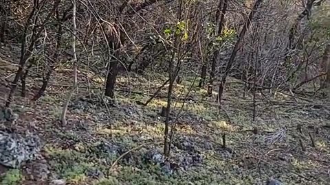 Cedar in Texas, woody encroachment