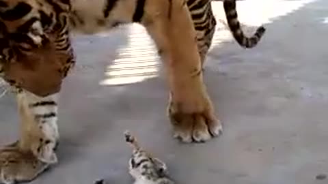 Tiger and cat game