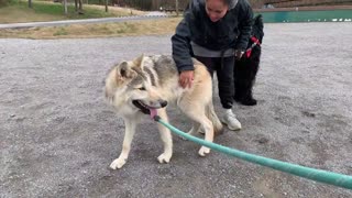 10 Minute Dog Training On How Your Dog Should Behave During A Walk