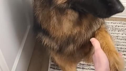 Adorable Pup Holds Onto Momma's Hand For Reassurance