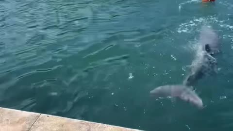 The dolphin decided to play ball with a passerby