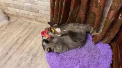 Raccoon loves his favorite bedspread like crazy