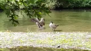Wild ducks frolicking in the lake