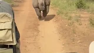 Rhino Runs After South African Safari Group