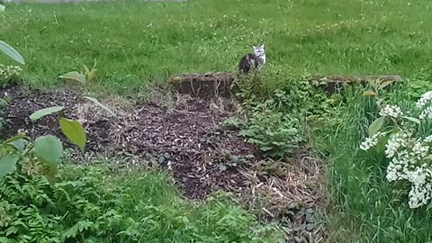 A german cat is not afraid of thunder! May 26,2021. Video