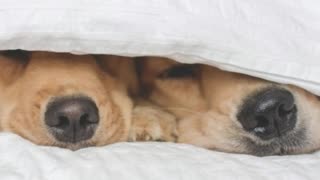 Adorable Snuggling Golden Retriever Sisters