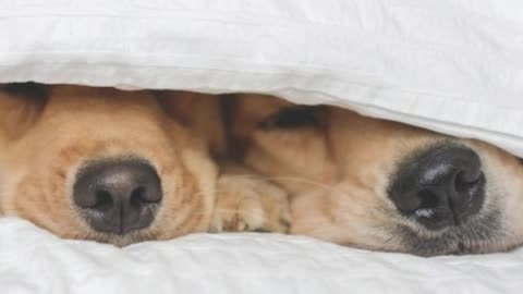 Adorable Snuggling Golden Retriever Sisters