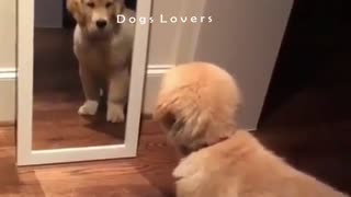 Dog watching The Mirror with astonishment