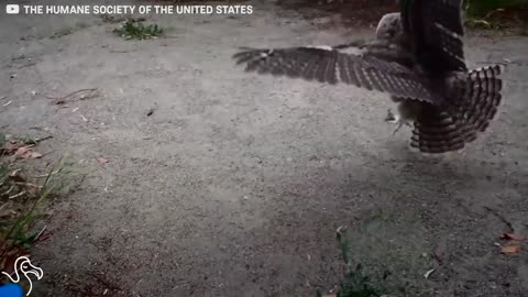 Owls Who Lost Their Moms Learn To Fly
