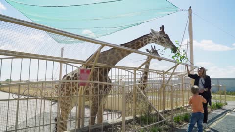 Beautiful woman with a baby near a giraffe at the zoo