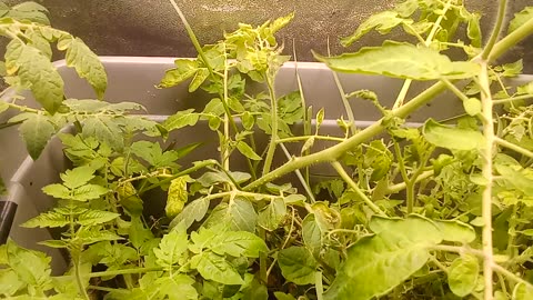 Indoor 🏡 Tomatoes Garden! 🍅