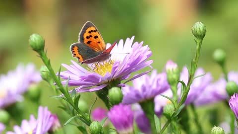 Butterfly On Summer Flowers Close Up