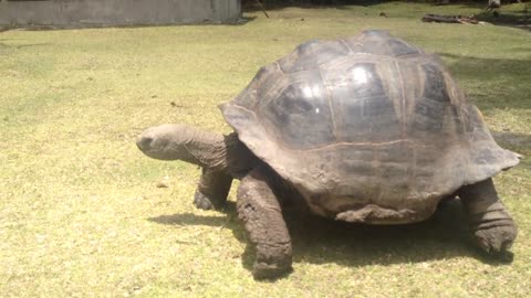 The Seychelles giant tortoise - Curieuse