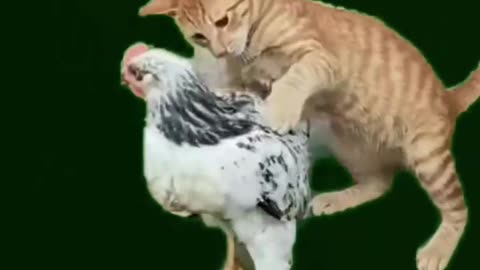 Funny Animal Video.