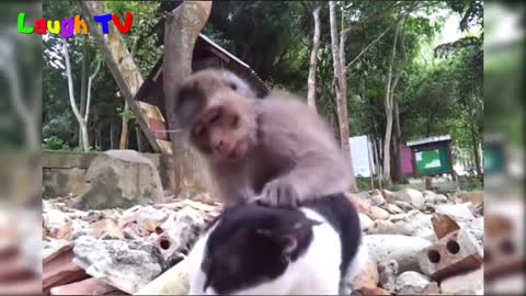 Funniest Monkey fondles cat