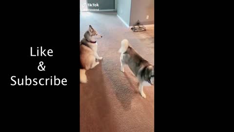 Tik Tok Dogs Funny Compilation.