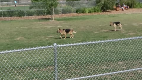 Three-legged German Shepherd loves the dog park