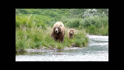 Kodiak brown bears hunting and playing