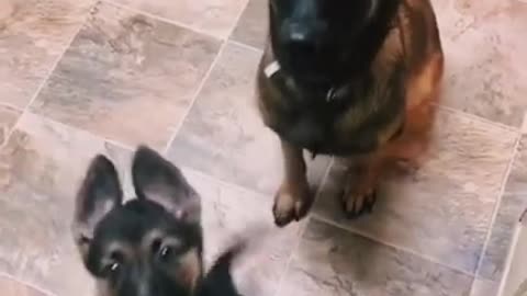 This is How You Sit! Dog Teaches His Little Brother How to Sit For Treats
