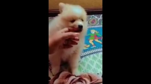 Cute dog playing | love bite♥