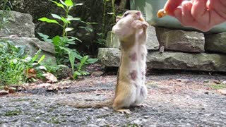 Chipmunk family rushes to gather nuts for the winter