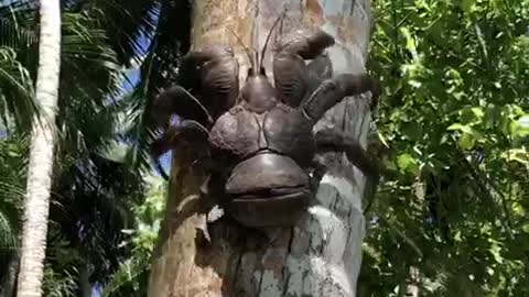 A half sized coconut crab