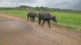 Water Buffaloes hurry to the shed