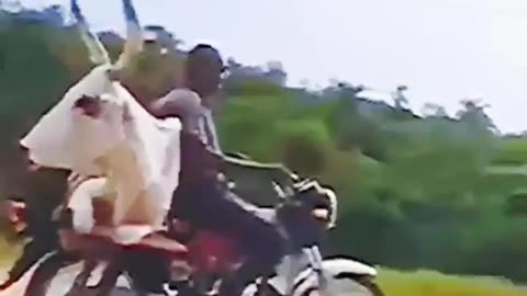 man delivers his bull on a motorbike