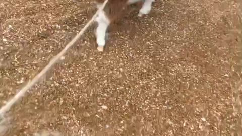 Martha running with her best friend, Lila