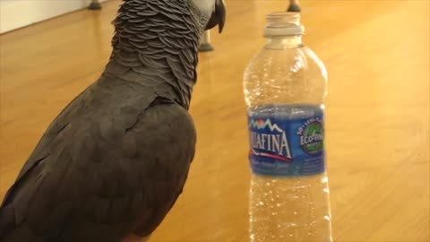 Parrot loves to spin wide variety of empty bottles