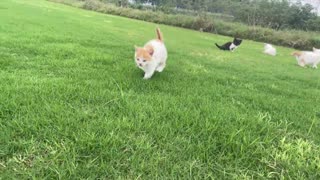 Cats Chasing Dogs on the Grassland