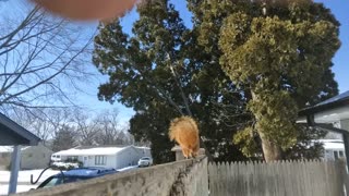 Squirrel named Buddy taking a walnut from my hand