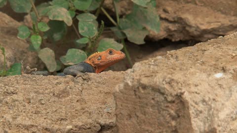 Orange-headed lizard inCape coast, Ghana