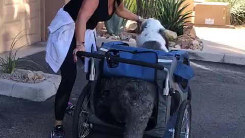 Dog rides in stroller