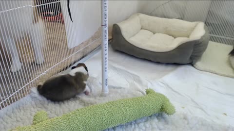 Woodruff Shelties "Heaven & Earth" PuppyCam 2 weeks old A, eyes open