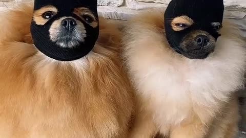 Funny and Cute Pomeranian Cute Animals and Pets. TIK TOK DOGS