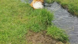 Dog Plays In The Puddles