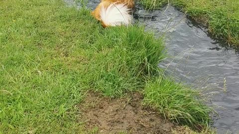 Dog Plays In The Puddles