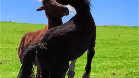 These young foals just want to play in the field in freedom
