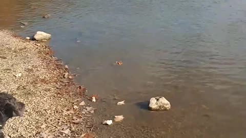 Ghost Shadow Meets the Ducks at Franke Park