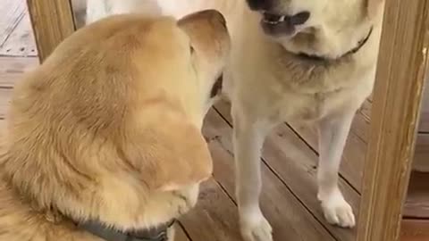 Puppy completely baffled by his mirror reflection