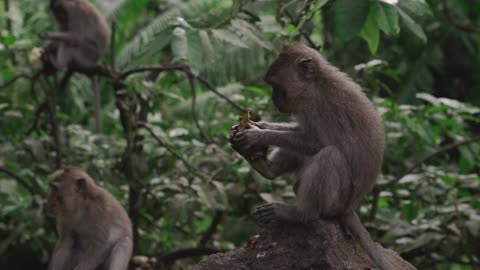 Ape Monkey Primate Barbary