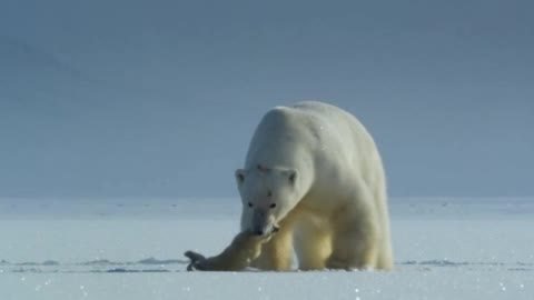 we recorded polar bear hunting a seal