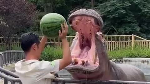 Hippo Family Eating Watermelons＆Baby hippo @Nagasaki Japan