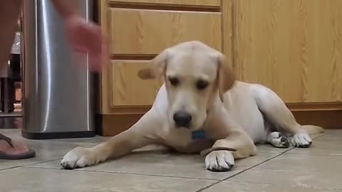 Labrador dog shows how well trained he is